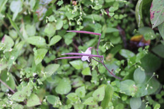 Didymocarpus meeboldii